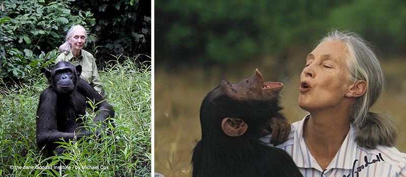 Jane Leakey Chimpanzees _ Les Chimpanzés Jane Goodall – VKCY